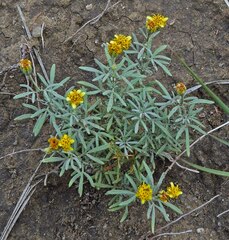 Picradeniopsis oppositifolia
