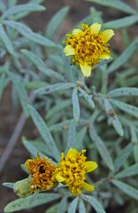 Picradeniopsis oppositifolia