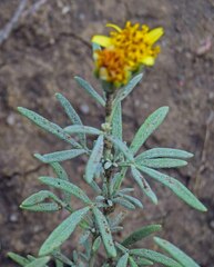 Picradeniopsis oppositifolia