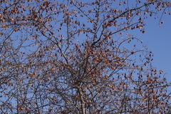 Combretum
