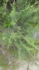 Dicerothamnus rhinocerotis