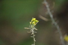 Erysimum cheiranthoides