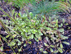 Leptinella squalida squalida