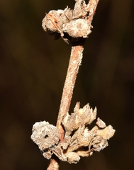 Asphondylia verbasci