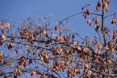 Combretum