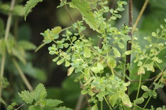 Euphorbia peplus