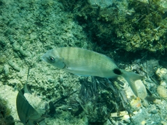 Diplodus sargus