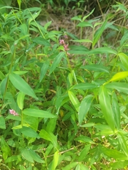 Persicaria longiseta
