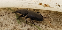 Pterostichus