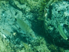 Diplodus sargus