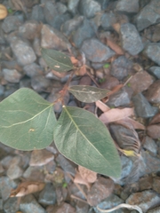 Afrocanthium mundianum
