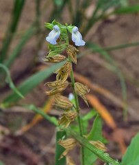 Salvia reflexa