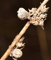 Asphondylia verbasci