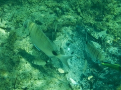 Diplodus sargus