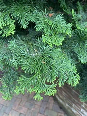 Chamaecyparis