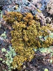 Candelariella rosulans