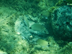 Diplodus sargus