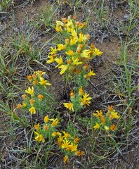 Xanthisma spinulosum