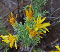 Xanthisma spinulosum