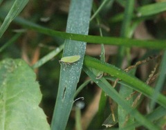 Draeculacephala antica