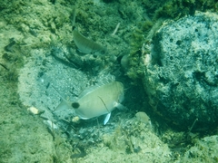 Diplodus sargus
