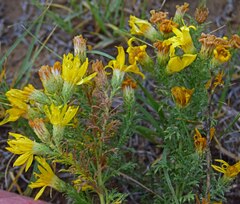 Xanthisma spinulosum