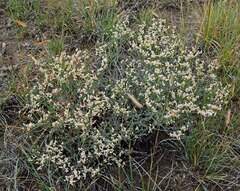 Eriogonum effusum