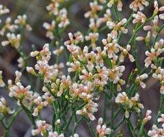 Eriogonum effusum