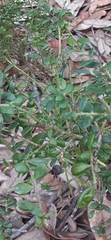 Vaccinium darrowii