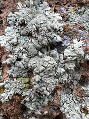 Protoparmeliopsis muralis