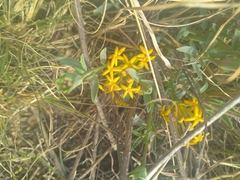 Lasiosiphon capitatus