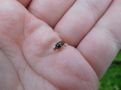 Cryptocephalus guttulatus