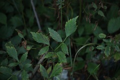Actaea rubra