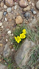 Moraea fugacissima