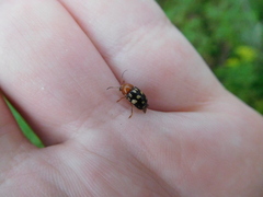 Cryptocephalus guttulatus