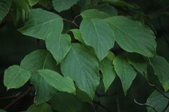 Cornus amomum