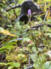 Gentianella propinqua