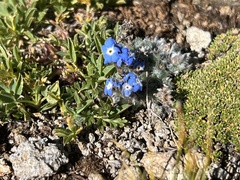 Eritrichium argenteum