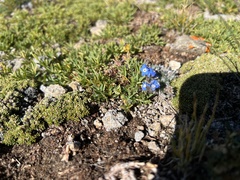 Eritrichium argenteum