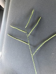 Paspalum laeve
