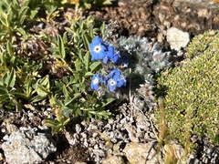 Eritrichium argenteum