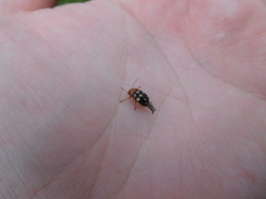 Cryptocephalus guttulatus