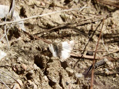 Heliopetes omrina