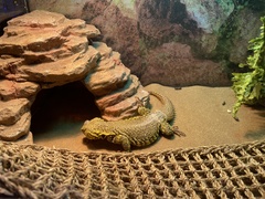 Uromastyx