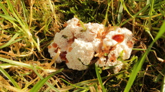 Abortiporus biennis