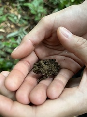 Sclerophrys tuberosa