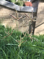 Cyperus rotundus