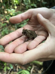 Sclerophrys tuberosa