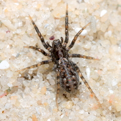 Lycosidae