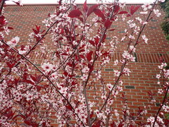 Prunus cistena